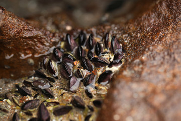 colorful mussel shells on the rock - detail
