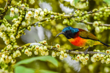 Olive-backed sunbird