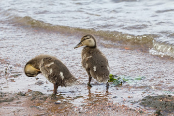 ducklings