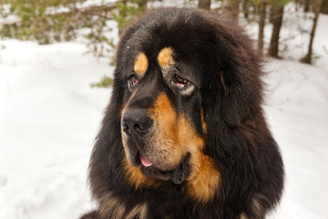 Portrait of a  dog breed Tibetan Mastiff on snow field