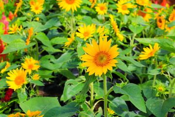 sunflowers yellow blooming close up in garden flower beautiful