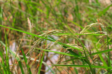 rice in a paddy field  rural in nature