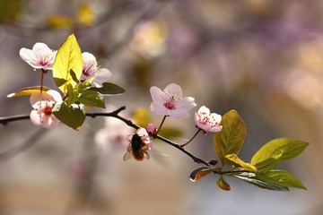 Spring flowers. Beautifully blossoming tree branch. Japanese Cherry - Sakura and sun with a natural colored background.