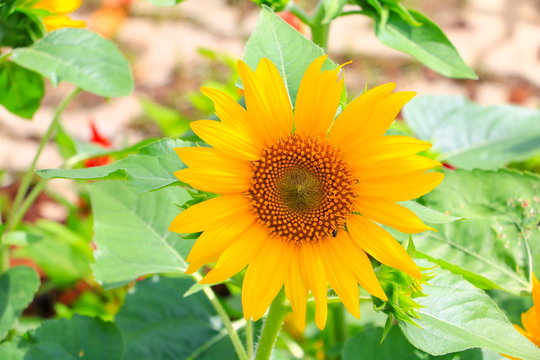 sunflowers yellow blooming close up in garden flower beautiful