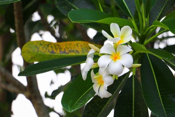 Plumeria flower white beautiful on tree ( Common name pocynaceae, Frangipani , Pagoda tree, Temple tree )