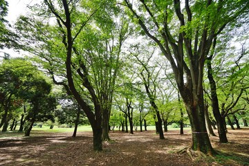 緑の公園
