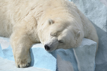 Obraz na płótnie Canvas Белый медведь спит.