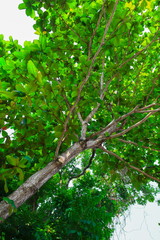 branch and leaf of tree beautiful in the forest on white background, bottom view