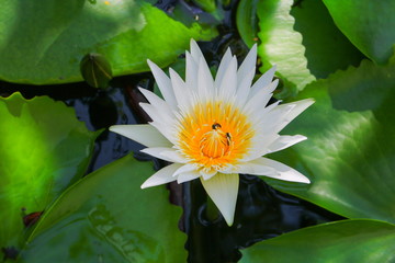 Lotus flower or water lilly white close up beautiful in nature