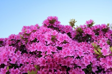 Pink flowering mini azaleas in spring, Italy