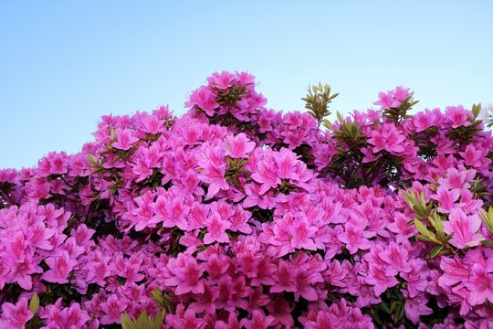 Pink flowering mini azaleas in spring, Italy