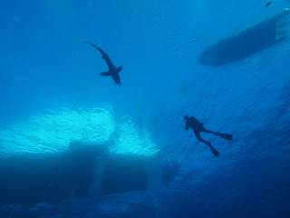 Obraz na płótnie Canvas shark diver diving sea