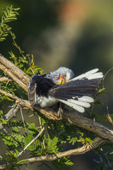 Southern yellow-billed hornbill in Kruger National park, South Africa
