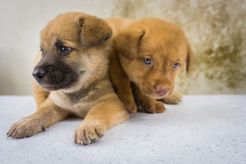 Double puppies funny.