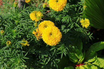 marigold yellow-orange flower blooming beautiful in garden  : Select focus with shallow depth of field. (Tagetes erecta, Mexican marigold, Aztec marigold, African marigold)