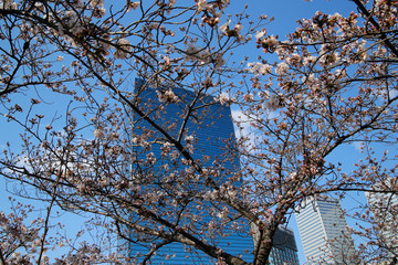 High-rise buildings and cherry blossom