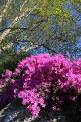 Obraz premium Mini azaleas blooming in spring, Italy