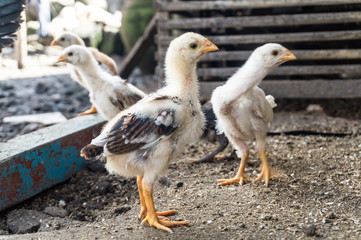 chicks foraging
