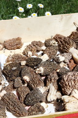 Récolte de morilles, Morchella