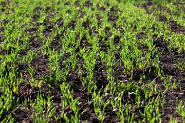 field of young wheat