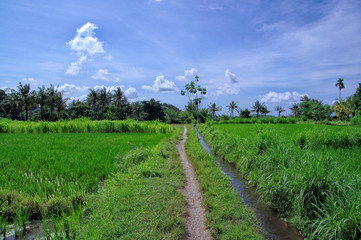 Fototapeta na wymiar バリ島の風景