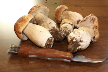 Récolte de cèpes de bordeau