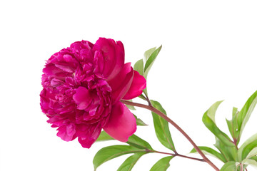 Purple peony isolated on white background