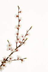 branch of almond blossom