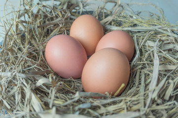 eggs on the nest