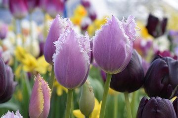 Purple and Black Tulips
