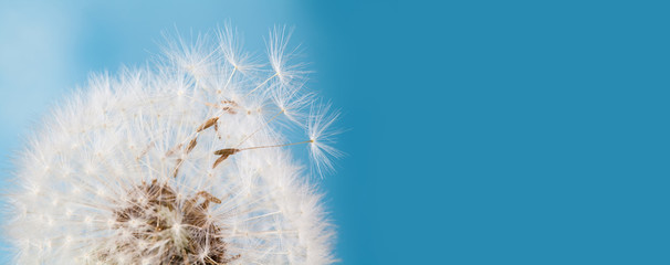 Fototapeta premium Summer time still life photo with fluffy dandelion flower, flying seeds. Macro view natural plant on blue background. Shallow depth of field, copy space.