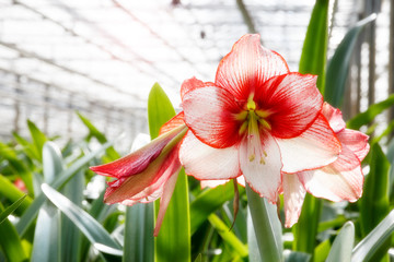 Amaryllis flowering plant greenhouse
