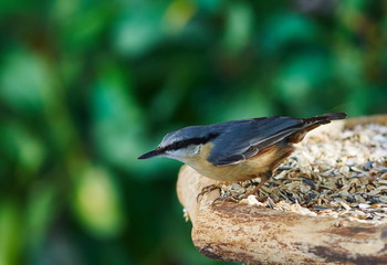 Kleiber (Sitta europaea)