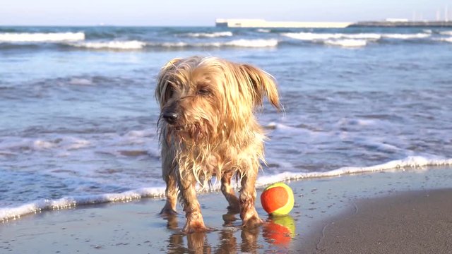 Dog barking, asking to play. Happy wet dog Yorkshire Terrier doggie at the beach with ball