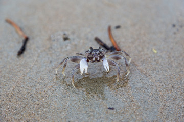 crab on the beach