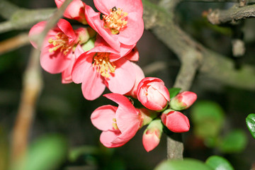 Wiosenne kwiaty © Janusz