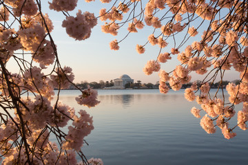 Jefferson Memorial, Tidal Basin, Cherry Blossoms