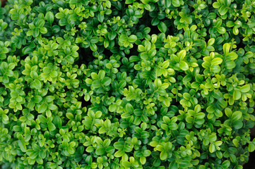Green small leaf