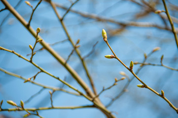 Buds on the tree