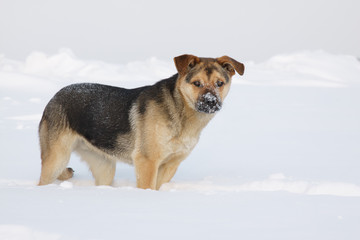 Dog in winter on snow background.
