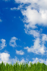 image of grass on sky background close-up