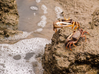 Cangrejos peleando por un trozo de roca