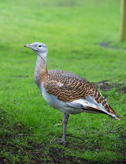mallard bird