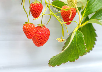 Fresh strawberries that are grown in greenhouses, Selective focus
