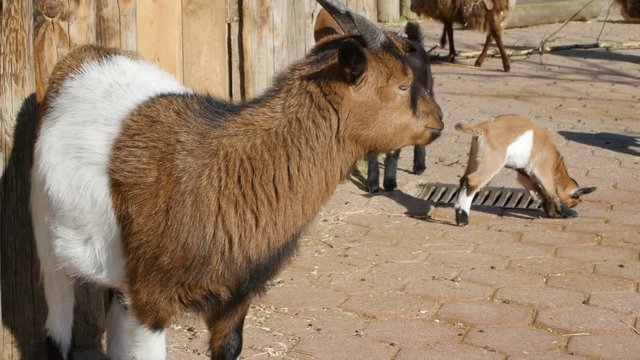 goat and goat kid on straw in front of shed