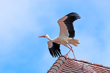 stork ready for take off