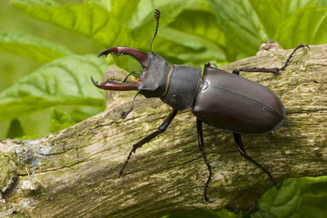 Stag Beetle
