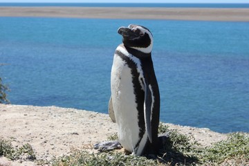 Patagonia Penguin 