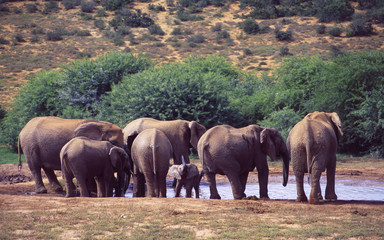 Südafrika: Junge Elefanten und Mutterkühe scharen sich um das Wasserloch im Addo Elefant Park