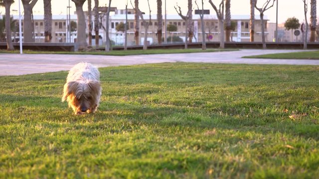 Dog comes walking in front slow and curiously sniffing. In a park of green lawn, golden hour color, Yorkshire Terrier doggie